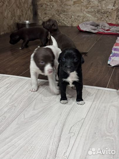 Щенки в добрые руки