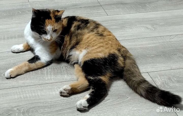 Кошка, около 1 года