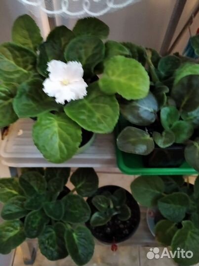 Фиалка в горшках