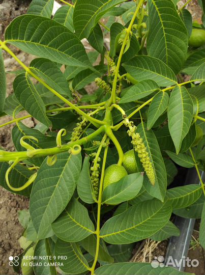 Продам саженцы ореха сорта Идеал и Кочерженко