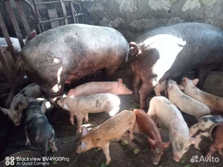Продам поросят