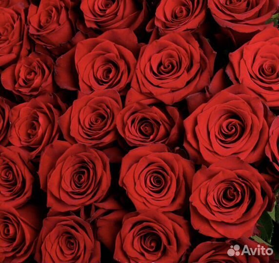 Цветы розы 35 шт Свежие крупные