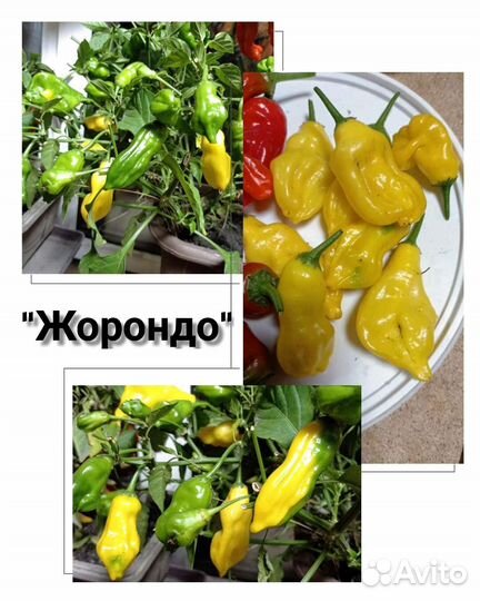 Семена редких сортов острого перца