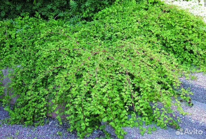 Декоративные кустарники и почвопокровники