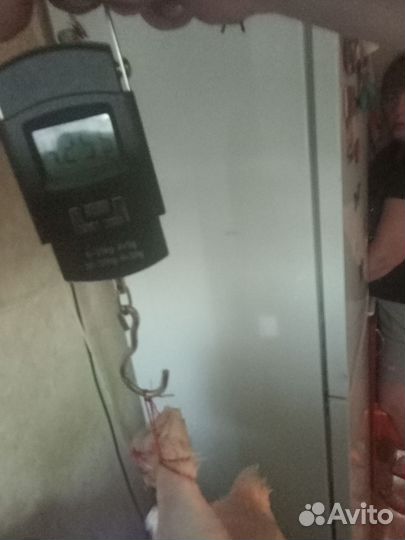 Мясо броллера