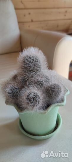 Пушистый кактус