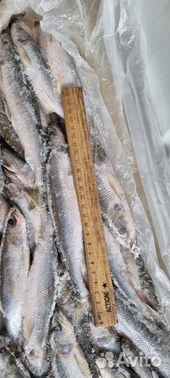 Корюшка с/м 21- 25 22 кг торгуем от брикета