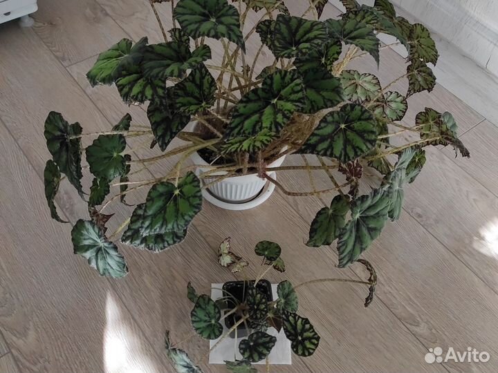 Бегония тигровая