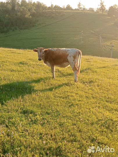 Продаю корову