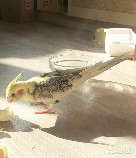 Попугай корелла ручной