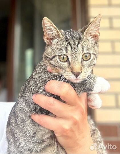 Невероятная полосатая милота мальчик девочка 4,5 м