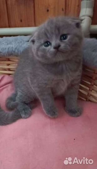 Британские котята