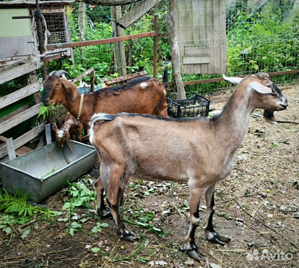 Коза нубийская