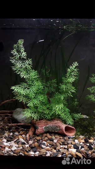 Аквариумные растения Индийский папоротник
