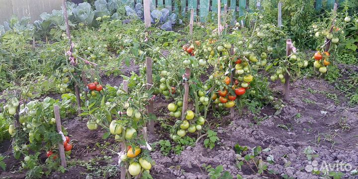 Рассада помидор, перца, капусты, тыквы