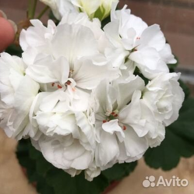 Пеларгония сортовая