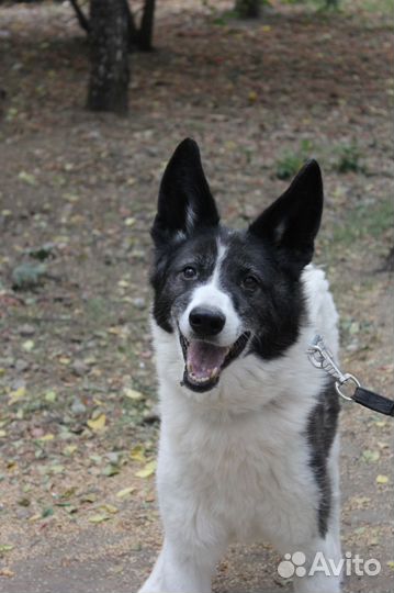 Тимон живет в клетке приюта