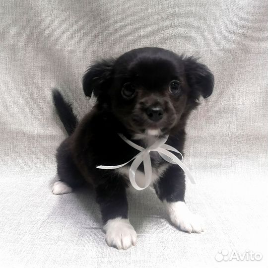 Щенки Чихуахуа