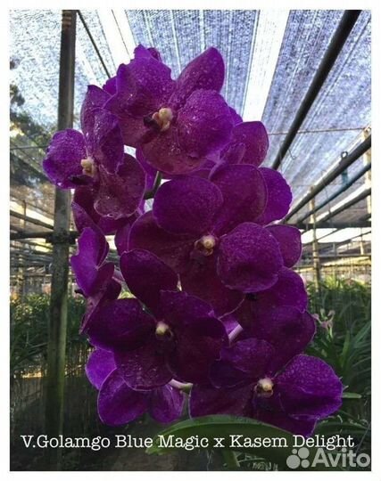 Ванды орхидея. Подростки. Цены разные
