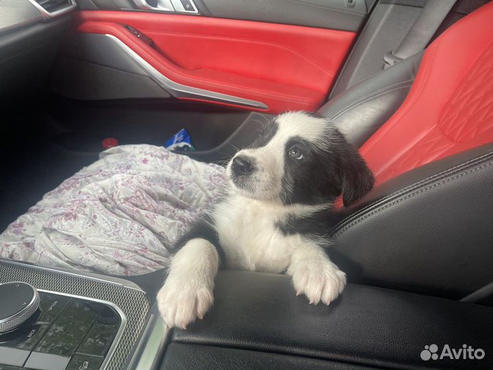 Красавец щенок по кличке 