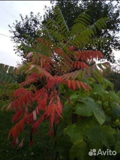 Сумах. Орех Манчжурский. Лещина. Форзиция. Миндаль