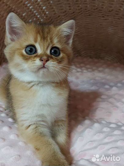 Золотая шиншилла