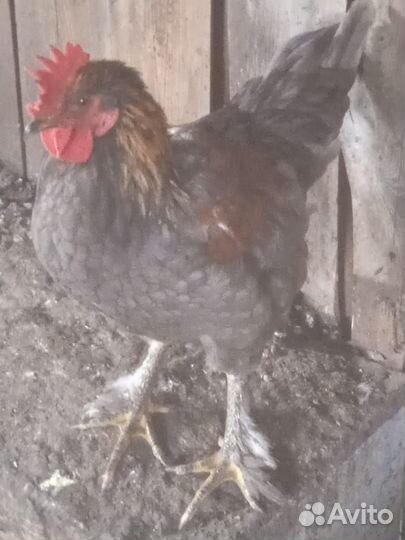 Молодые петухи