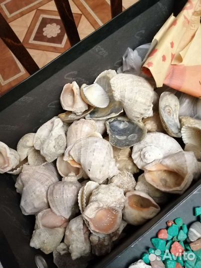 Морские ракушки