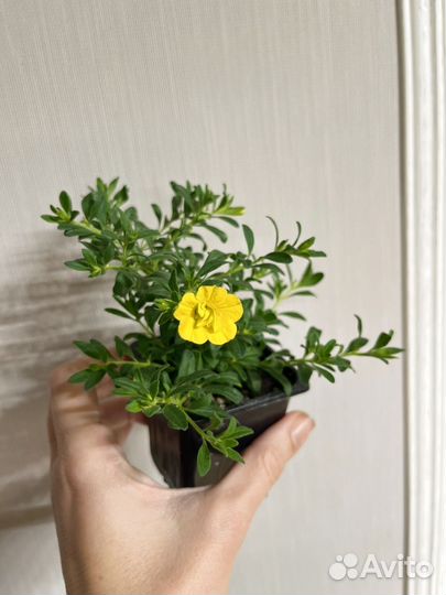 Калибрахоа и диасция