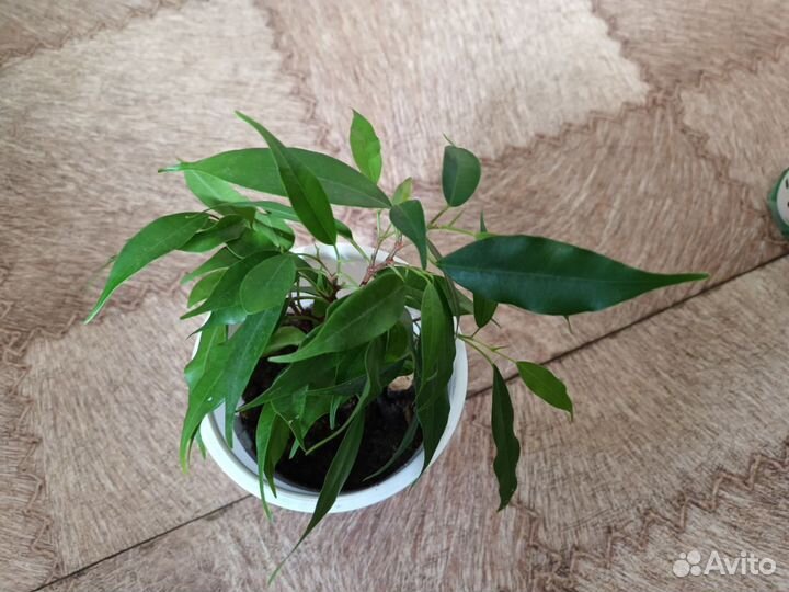 Комнатные и офисные цветы