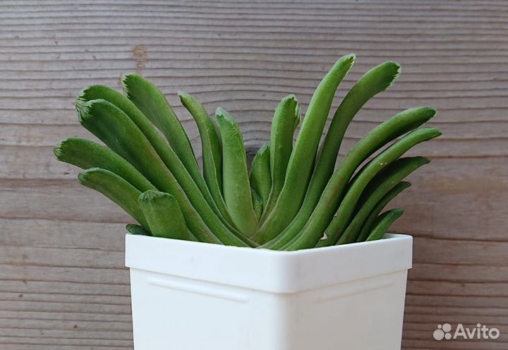 Haworthia lime green