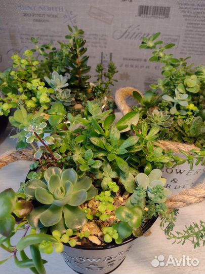 Флорариум. Суккуленты
