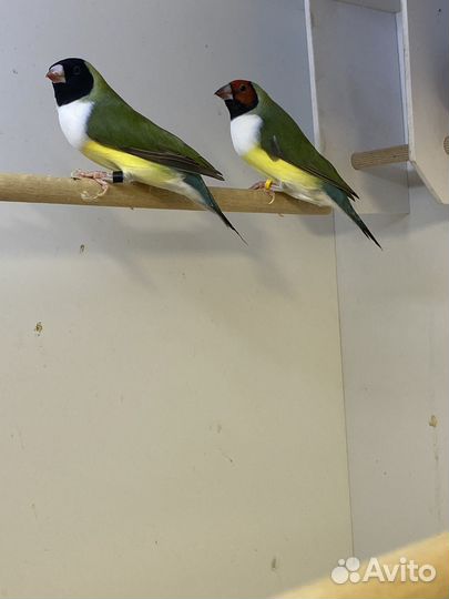 Амадины гульда