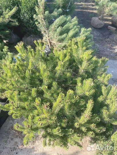 Горная сосна оптом С10 40-60см