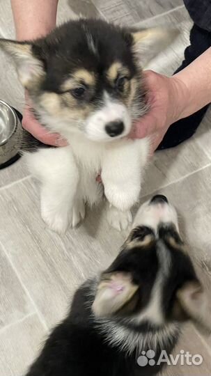 Продам корги