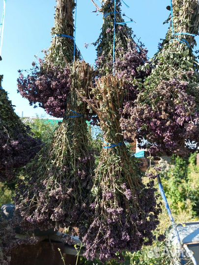 Трава душица