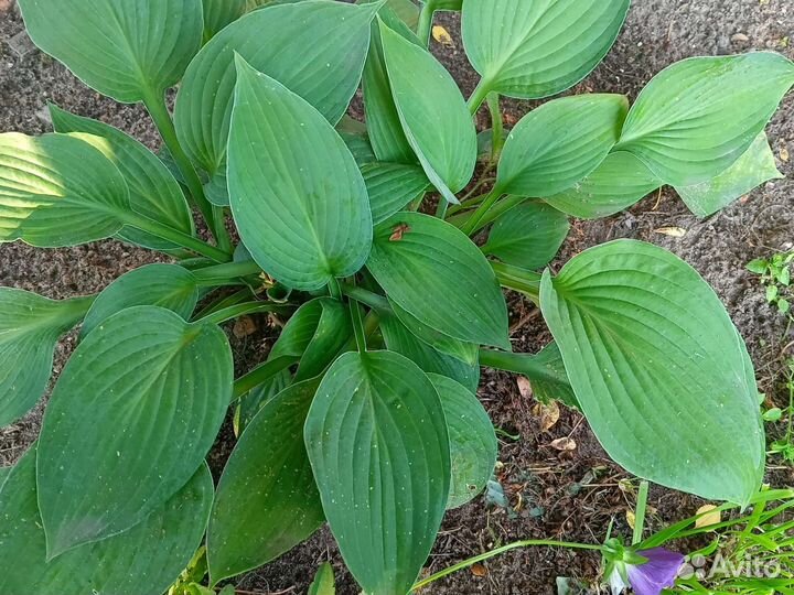 Хоста целым кустом