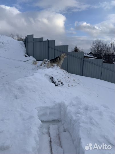 Хаски в добрые руки