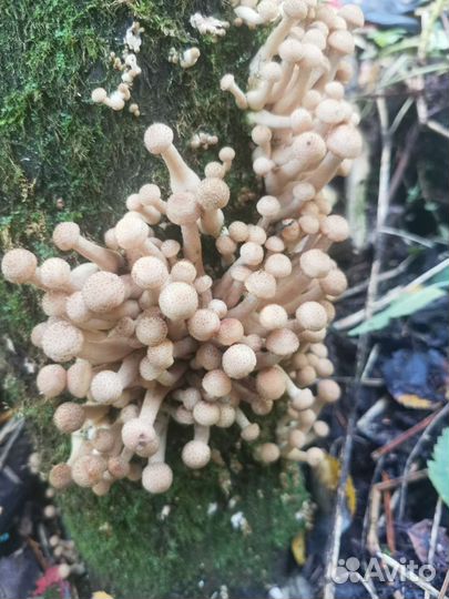 Продукты питания