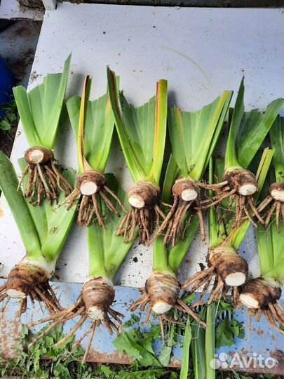 Ирисы бородатые