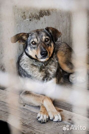 Собака в добрые руки