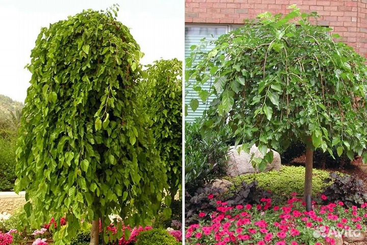 Шелковица на штамбе 180