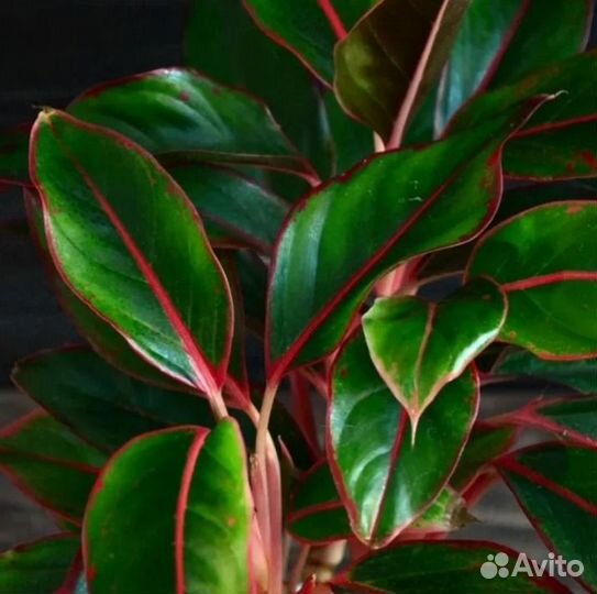 Комнатные растения