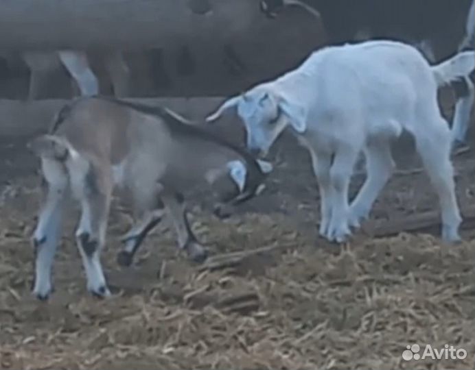 Продается коза и козлята