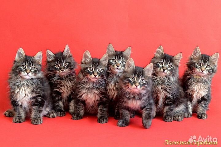 Племенные котята-рысята