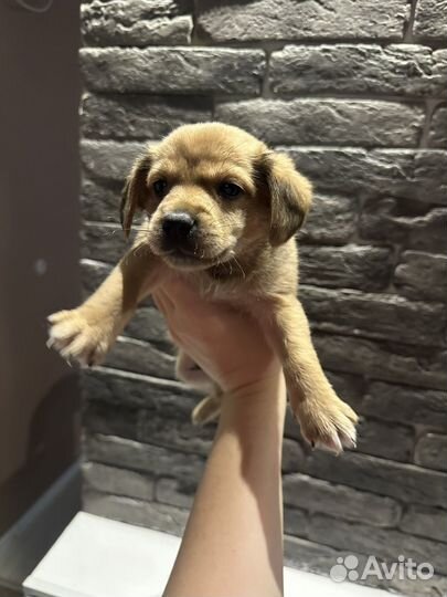 Щенок около 1.5 месяца ищет дом