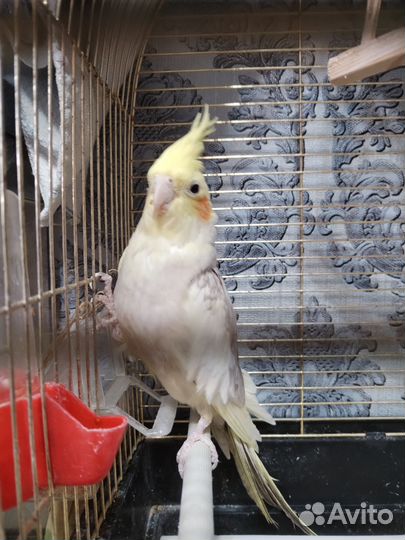 Попугай корелла с клеткой