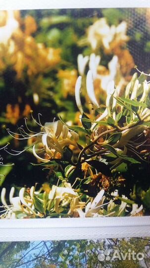 Садовые растения зкс (в горшках)