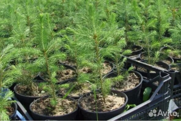 Сеянцы сосны, ели, лиственницы