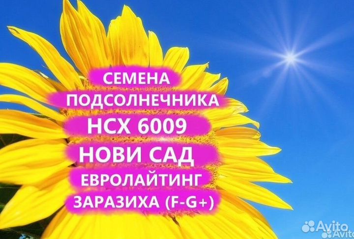 Семена подсолнечника нсх 6009 Гибрид нс, Уфа